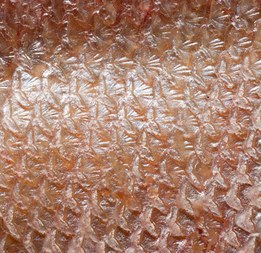 魚鱗