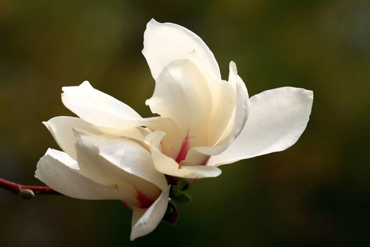 玉蘭花