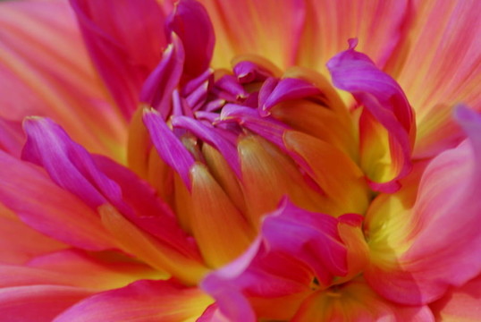 紅黃dahlia Flower