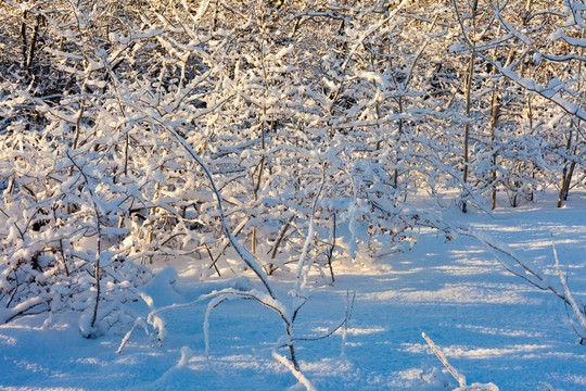 每一個樹枝上下的大雪