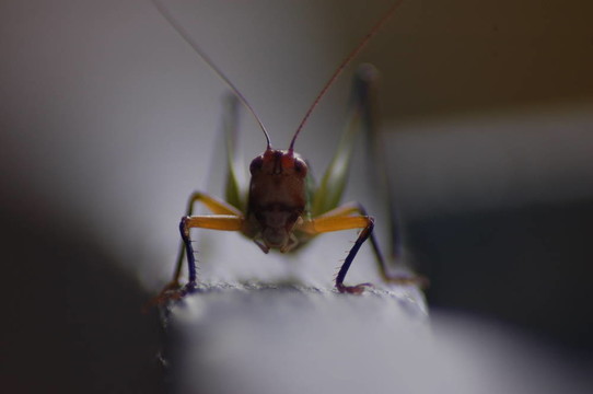 蚱蜢