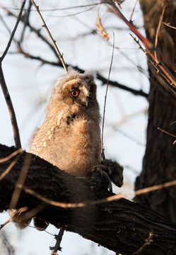 長耳鸮（Asio otus）。
