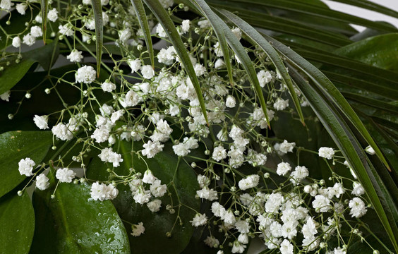 gipsophyla和蕨類(lèi)植物