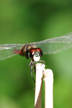 蜻蜓