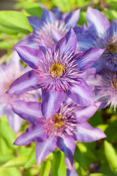 紫色的Clematis Flowers