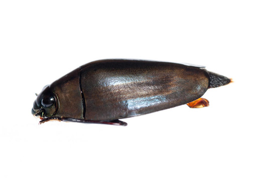 昆蟲(chóng)豉蟲(chóng)