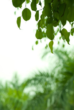 菩提樹(shù)的葉子