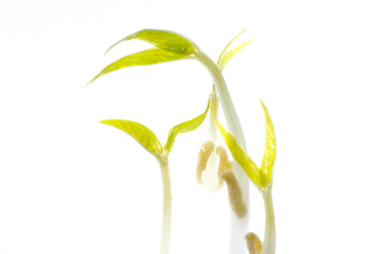 豆芽分離