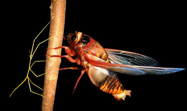 蟬蟲和手杖的bug