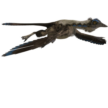 Dinosaur Archaeopteryx。3D渲染與剪輯路徑和陰影超過白色