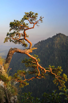 在波蘭sokolica Pieniny