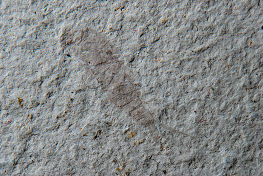 昆蟲mayfly fossi