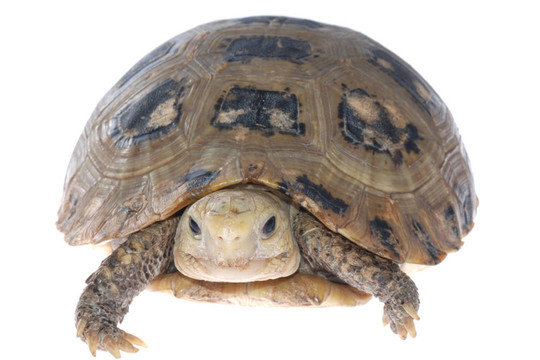 動物烏龜