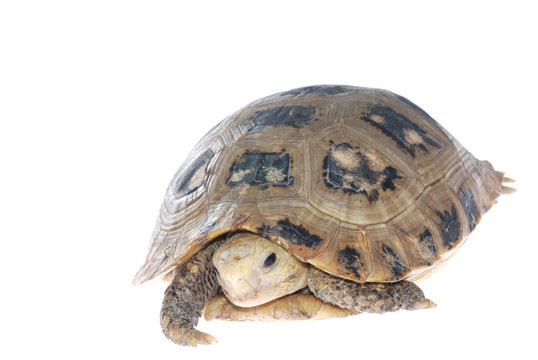 動物烏龜