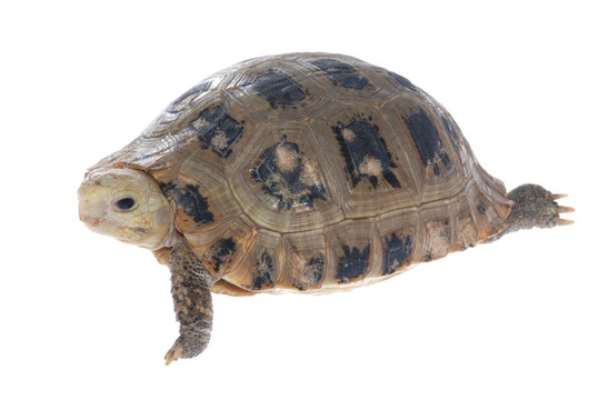 動物烏龜
