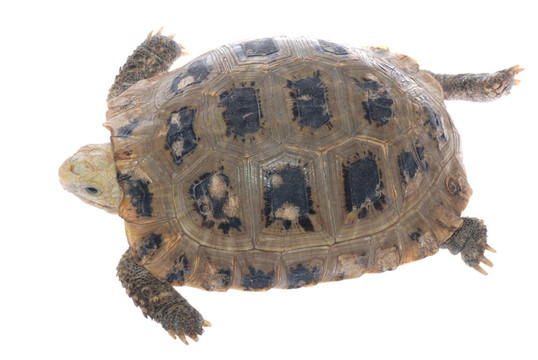 動物烏龜