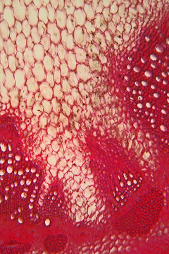 phomicrograph 60x