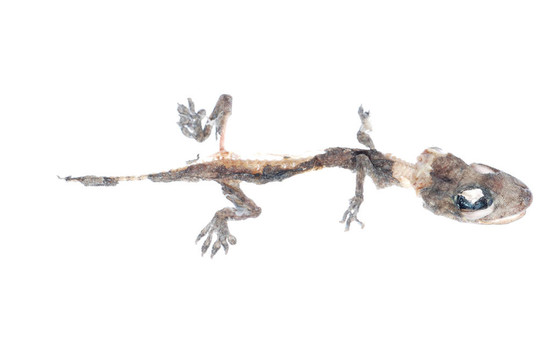 死壁虎的頭骨