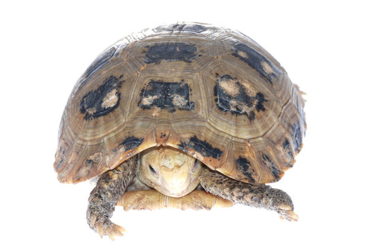 動物烏龜