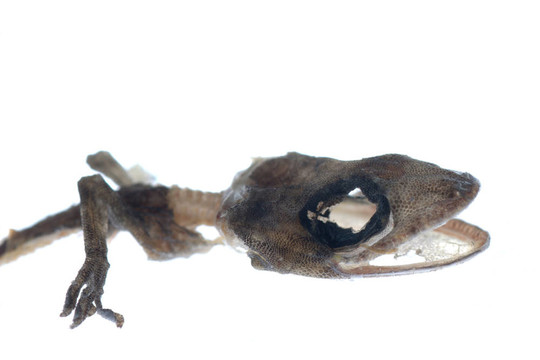 死壁虎的頭骨