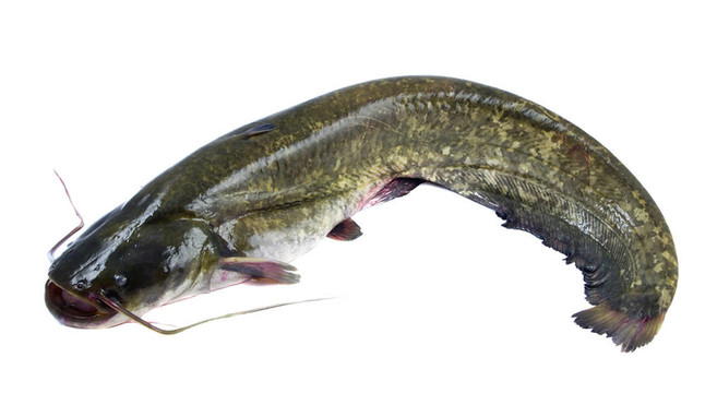 大頭魚的魚