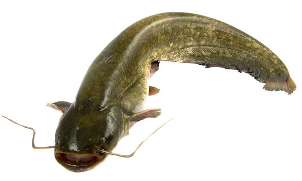 大頭魚的魚