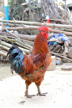 土雞