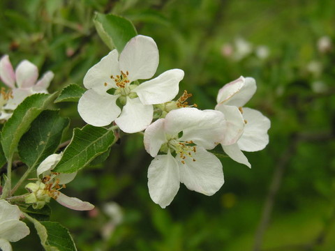 蘋(píng)果花