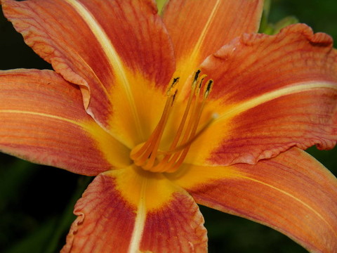黃花菜