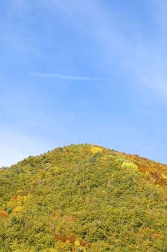 森林
