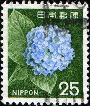 繡球花或Hortensia