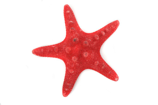 紅海星