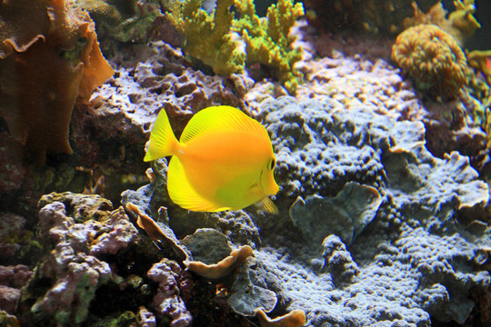 彩色熱帶魚缸
