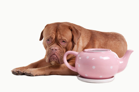 波爾多獒犬的小狗，粉紅色的茶壺圓點(diǎn)設(shè)計(jì)
