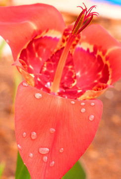 紅虎斑花屬Pavonia