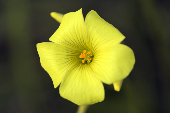 野生黃花