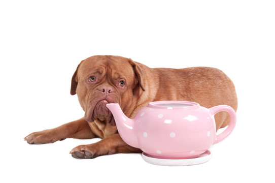 波爾多獒犬的小狗和粉紅色茶壺孤立在白色背景
