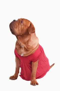 波爾多獒犬穿著紅色連衣裙的浪漫圓點(diǎn)設(shè)計(jì)查