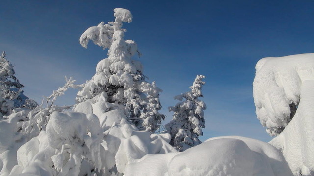 冰雪覆蓋的松樹