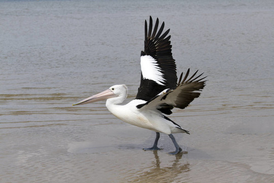 澳洲鵜鶘