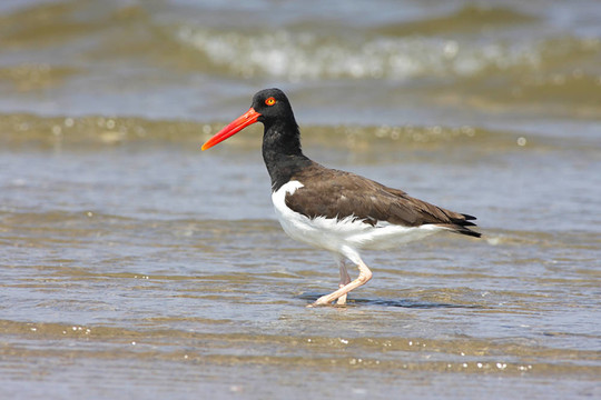 （美洲蠣鷸Haematopus palliatus）