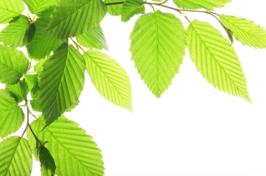 夏天的樹葉