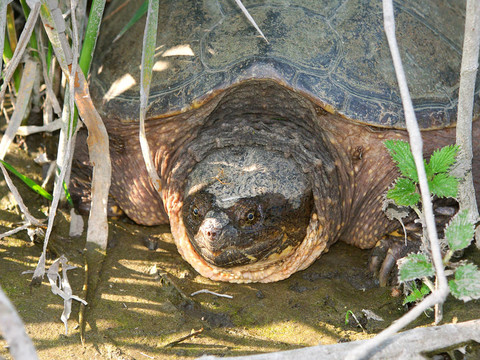 搶購Turtle Chelydra serpentina