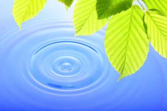 綠葉和水滴