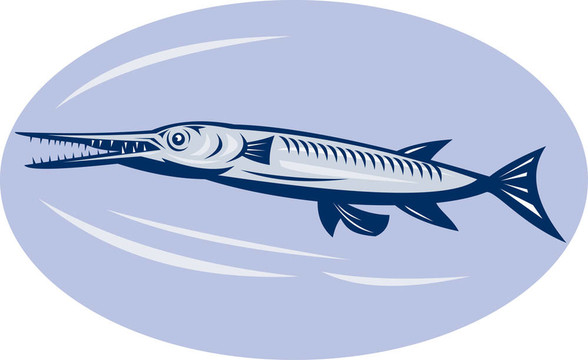 Needlefish（家庭Belonidae）