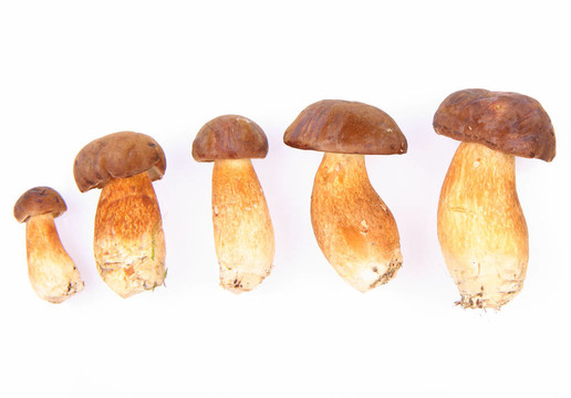 紅絨蓋牛肝菌蘑菇