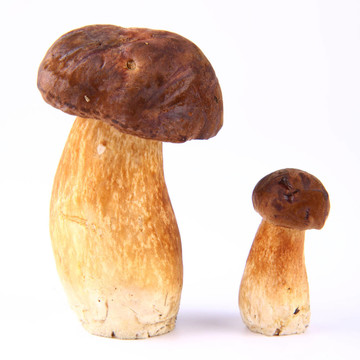 紅絨蓋牛肝菌蘑菇