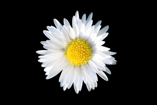 甘菊花