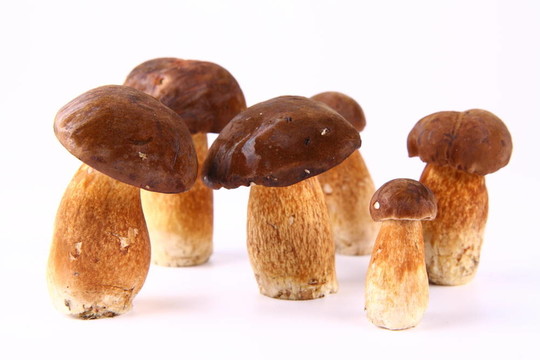 紅絨蓋牛肝菌蘑菇