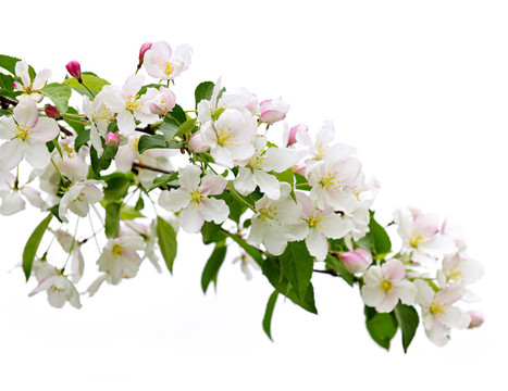 蘋果開花枝